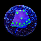 TSA Purple Dinosaur Scroll Coral