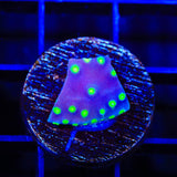 TSA Purple Dinosaur Scroll Turbinaria Coral