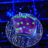 TSA Purple Dinosaur Scroll Turbinaria Coral