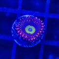 TSA Purple Hippo Zoanthid