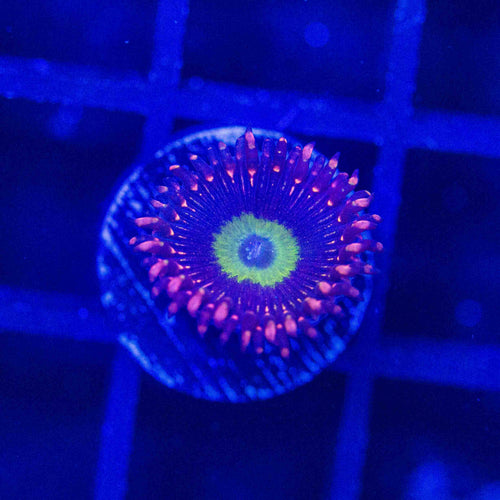 TSA Purple Hippo Zoanthid