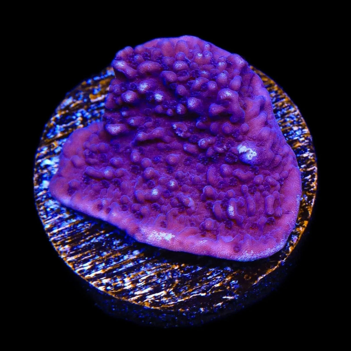 TSA Purple Montipora Cap Coral