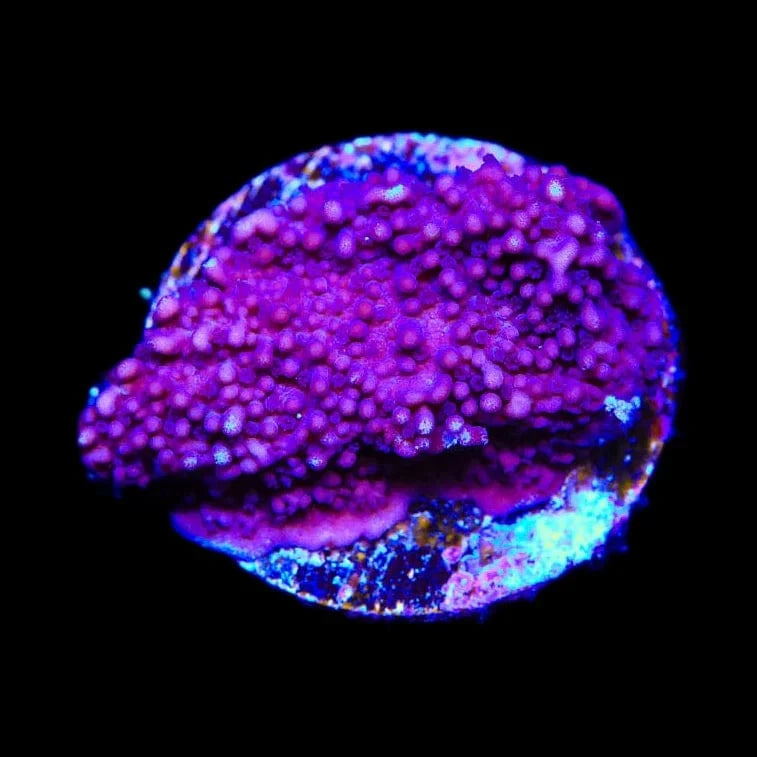 TSA Purple Montipora Cap Coral