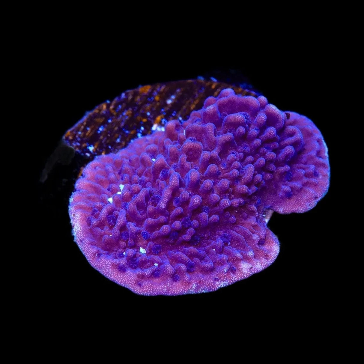 TSA Purple Montipora Cap Coral