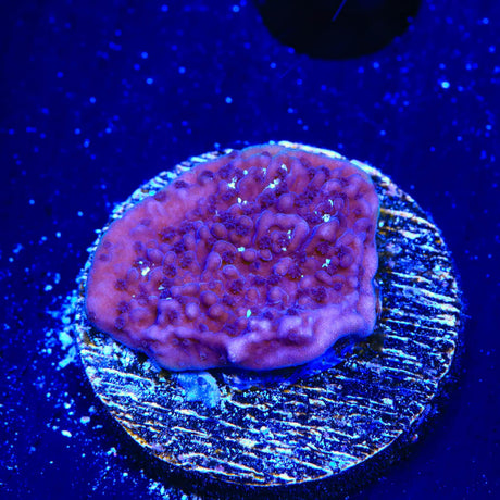 TSA Purple Montipora Cap Coral