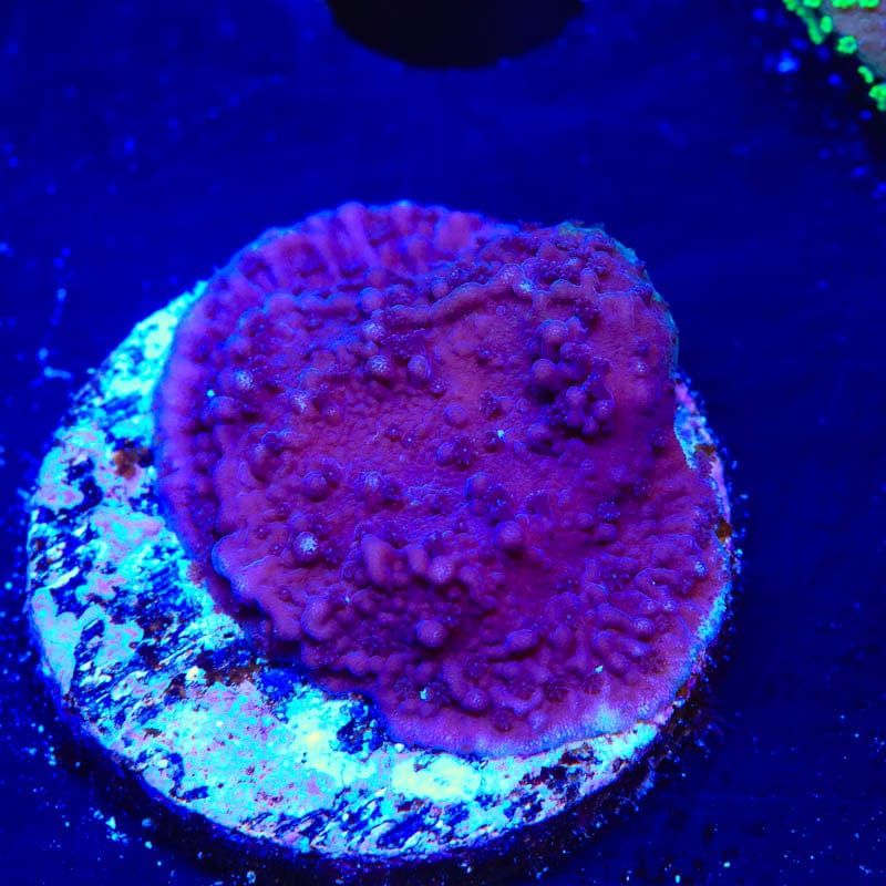 TSA Purple Montipora Cap Coral