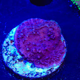 TSA Purple Montipora Cap Coral