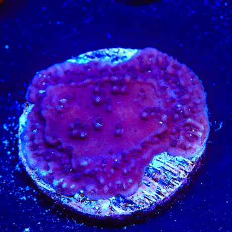 TSA Purple Montipora Cap Coral
