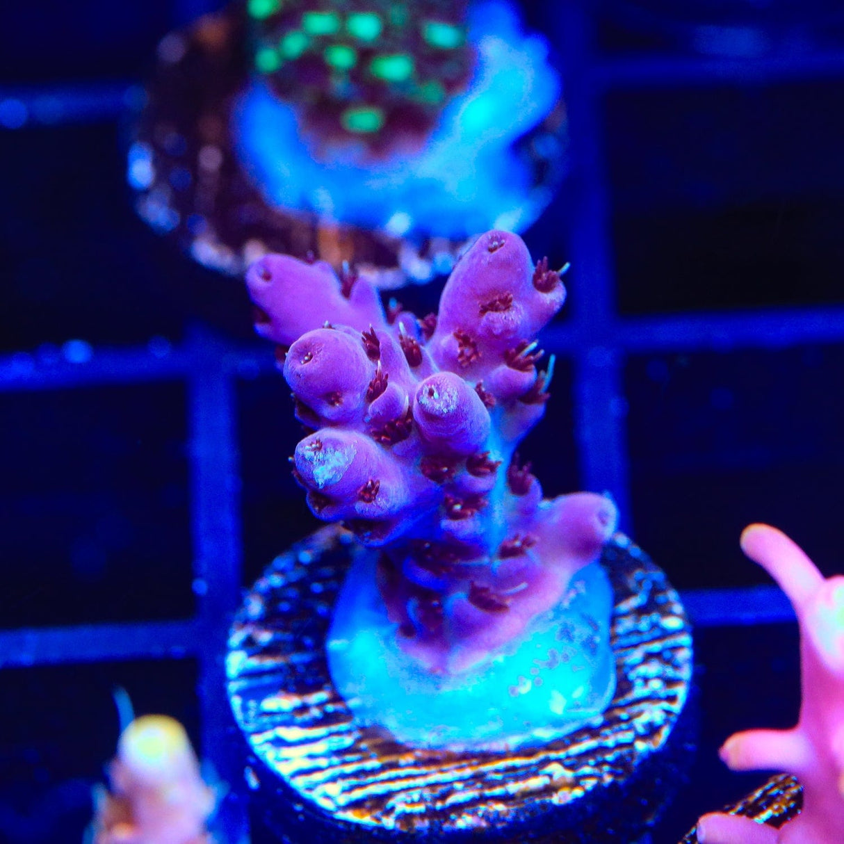 TSA Purple Passion Acropora Coral