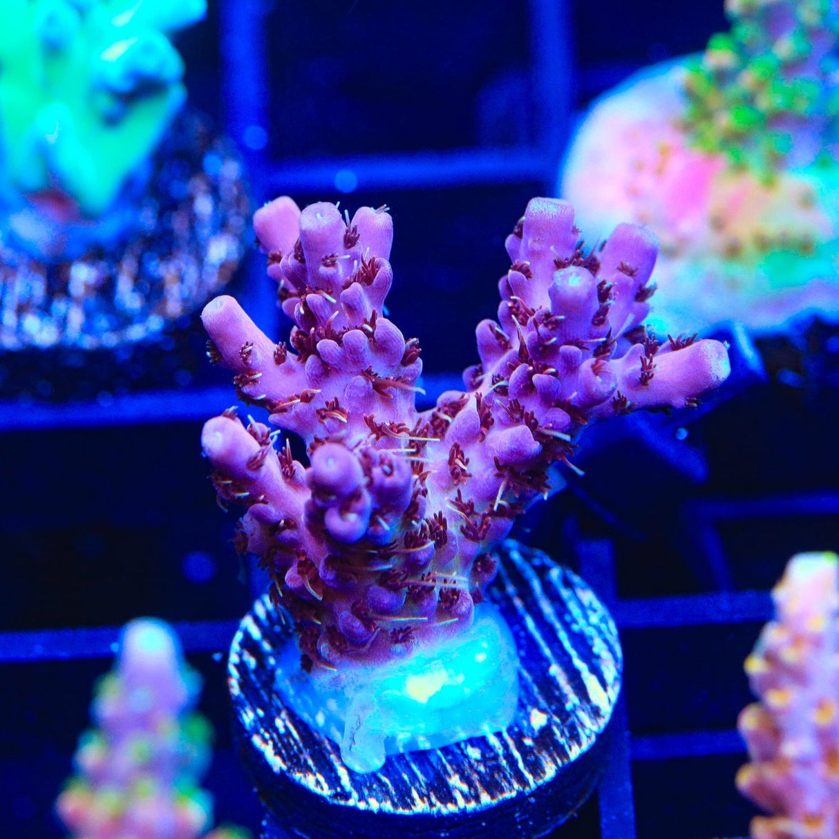 TSA Purple Passion Acropora Coral