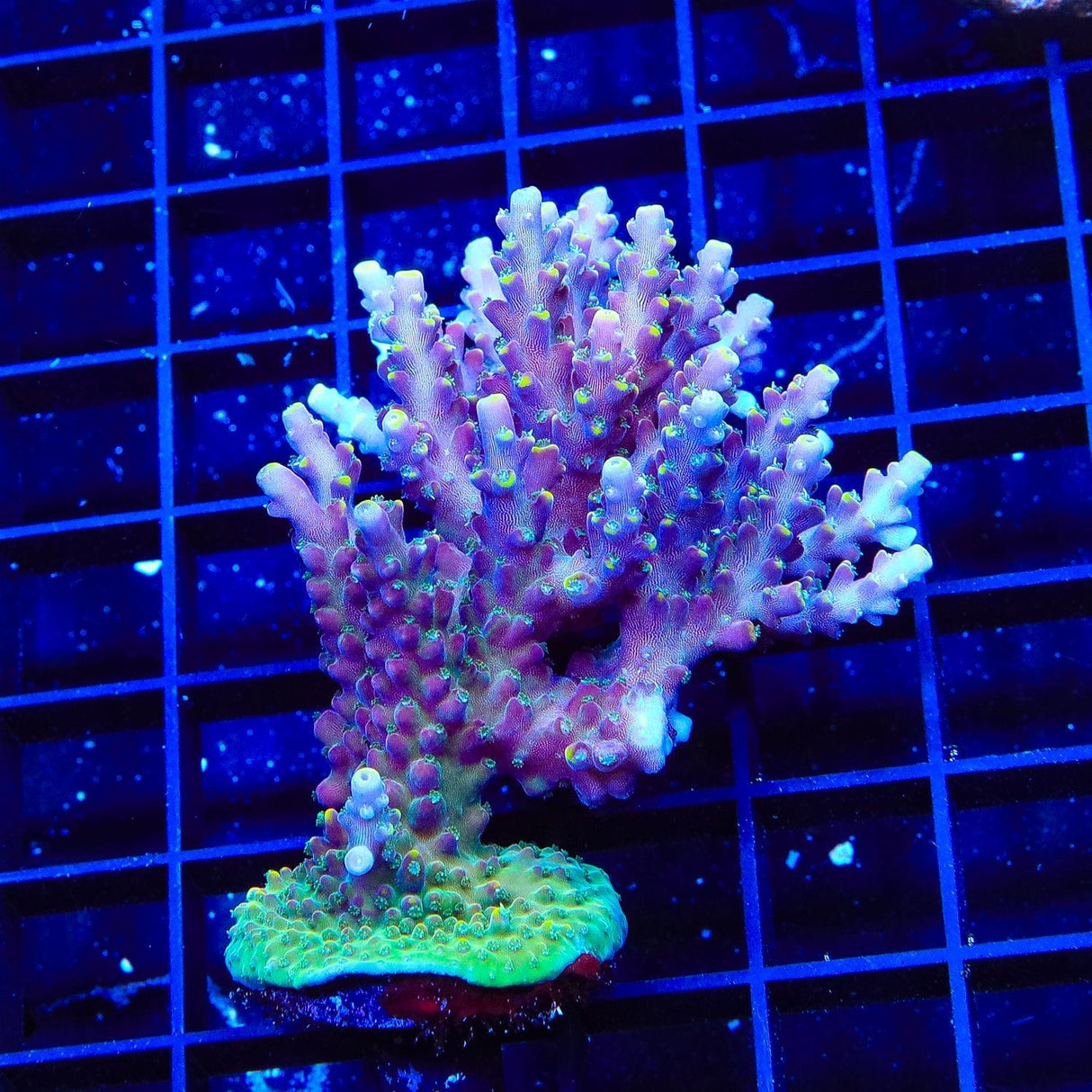 TSA Purple Rain Acropora Colony Coral