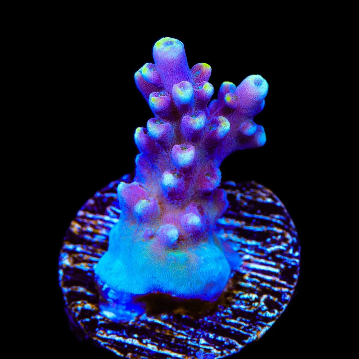 TSA Purple Rain Acropora Coral