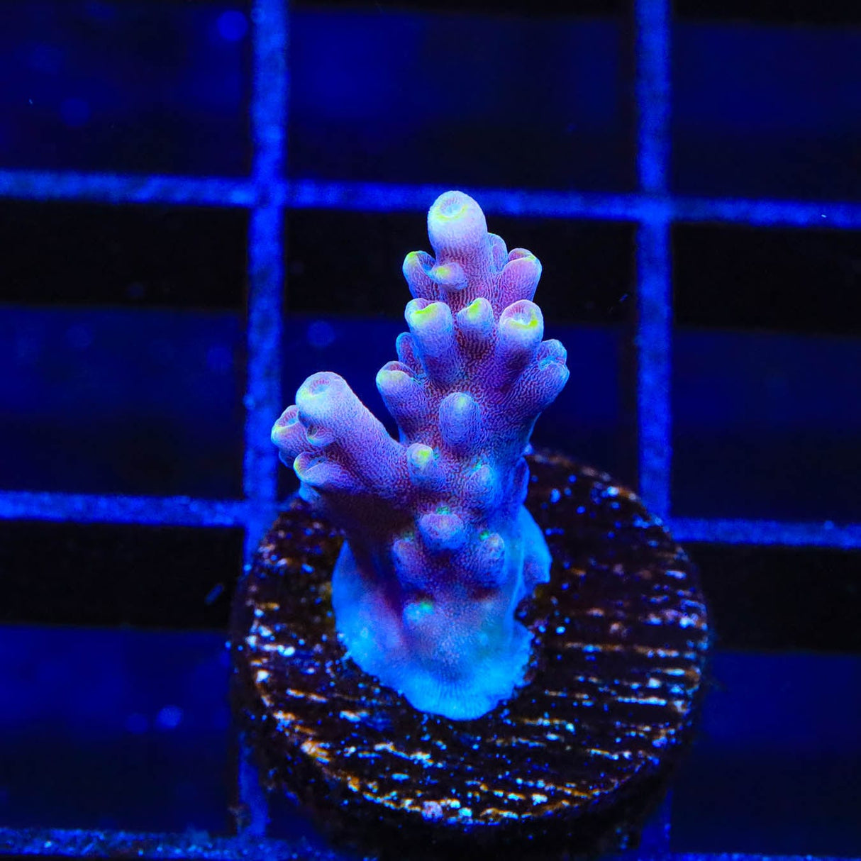 TSA Purple Rain Acropora Coral