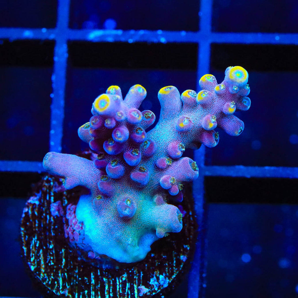 TSA Purple Rain Acropora Coral