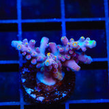 TSA Purple Rain Acropora Coral