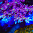 TSA Purple Rain Acropora Coral