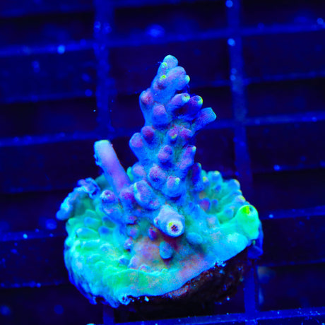 TSA Purple Rain Acropora Coral