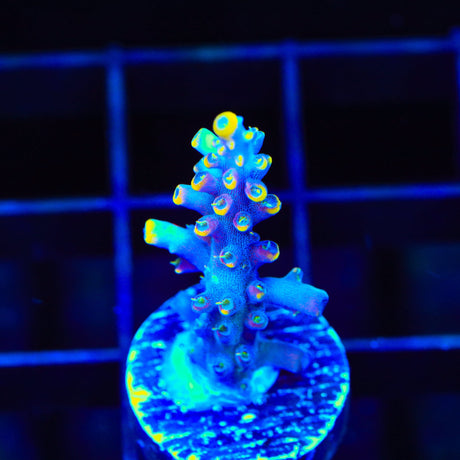 TSA Purple Rain Acropora Coral