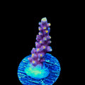TSA Purple Rain Acropora Coral