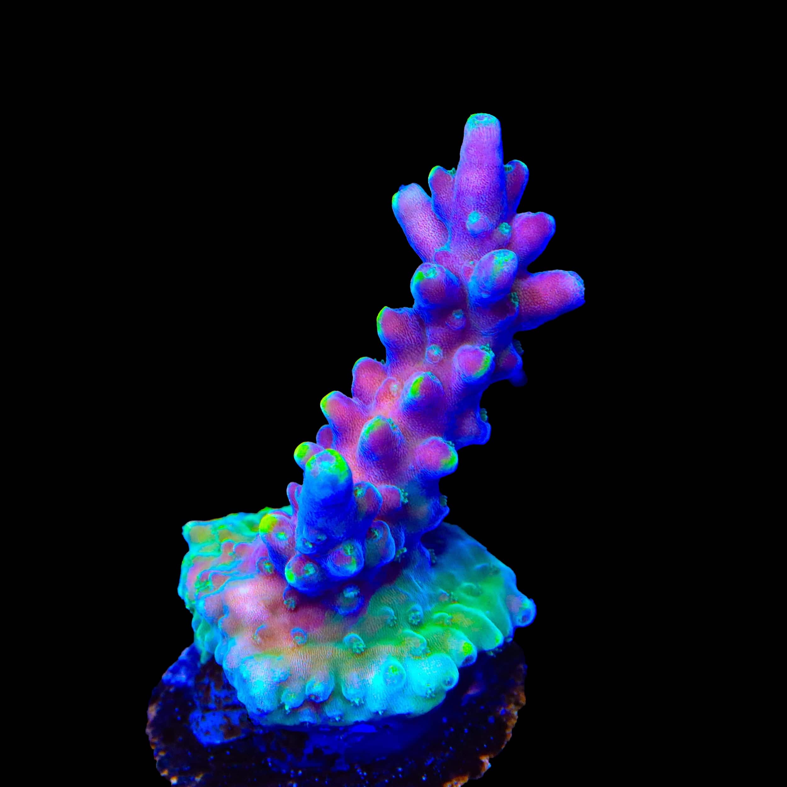 Live Corals for Sale – Page 39 – Top Shelf Aquatics