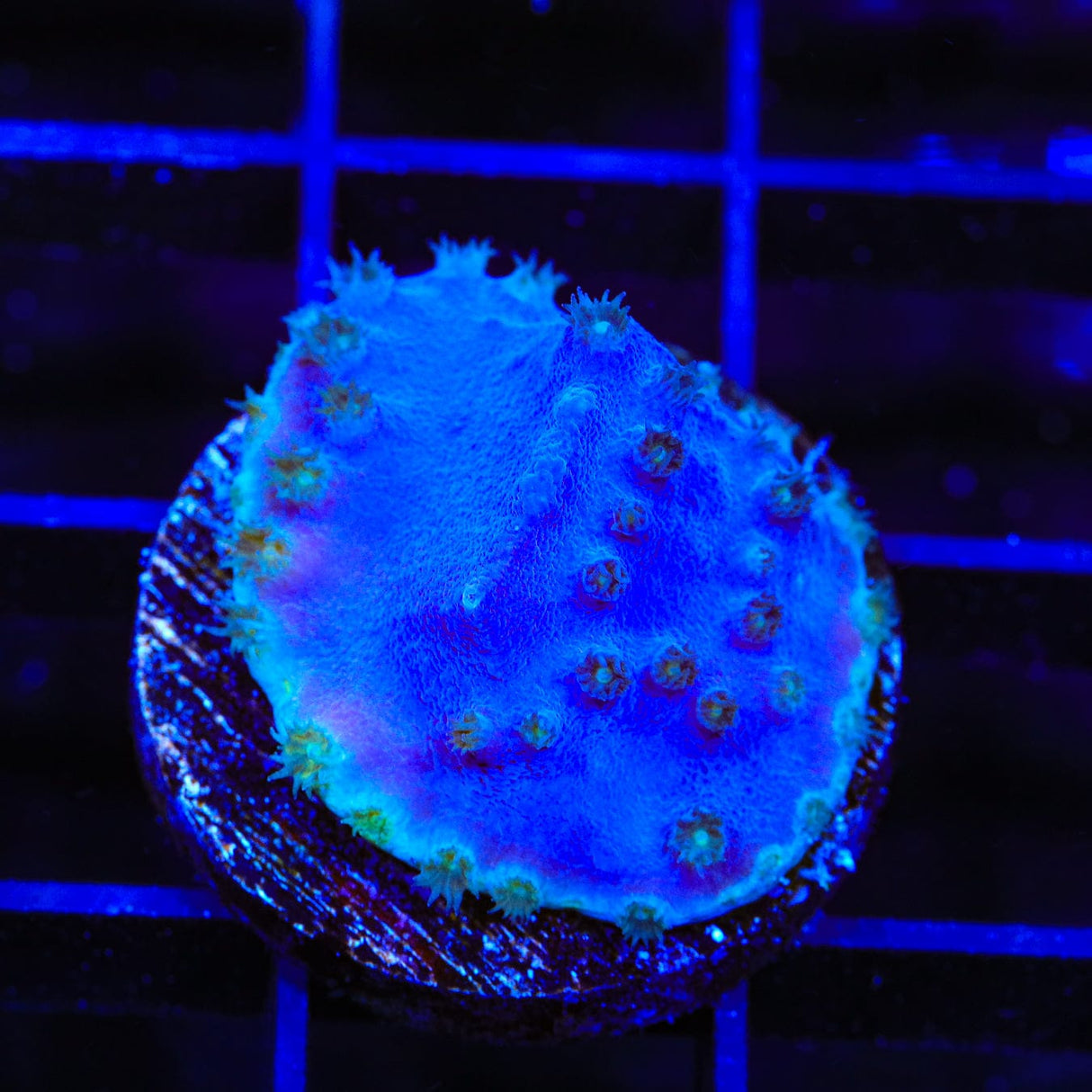 TSA Purple Scroll Coral