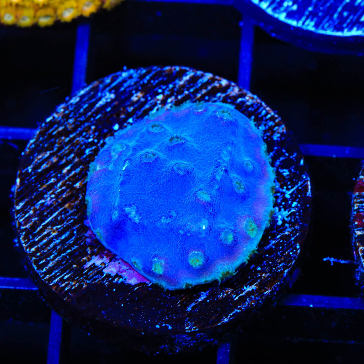 TSA Purple Scroll Coral
