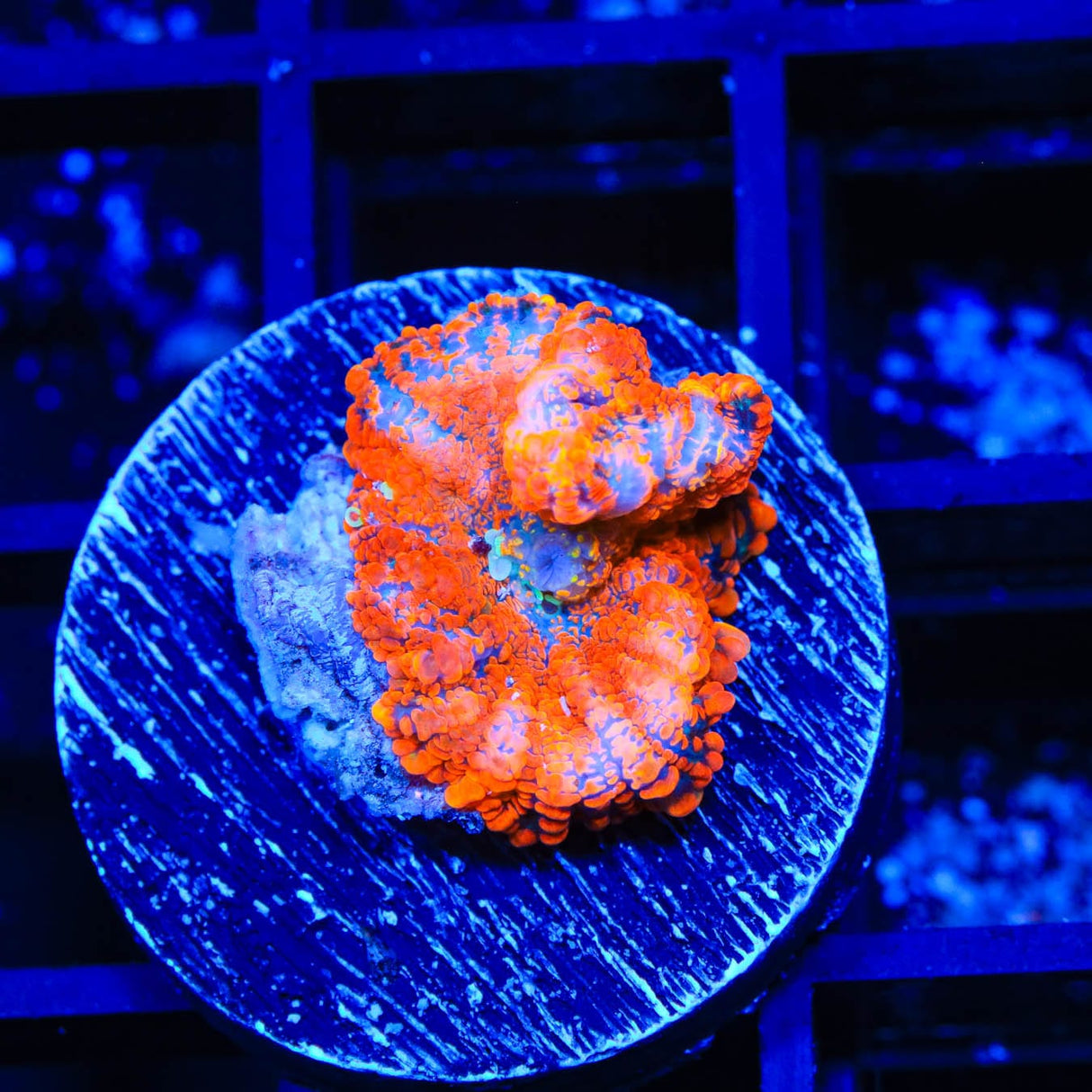 TSA Radical Red Rhodactis Mushroom Coral