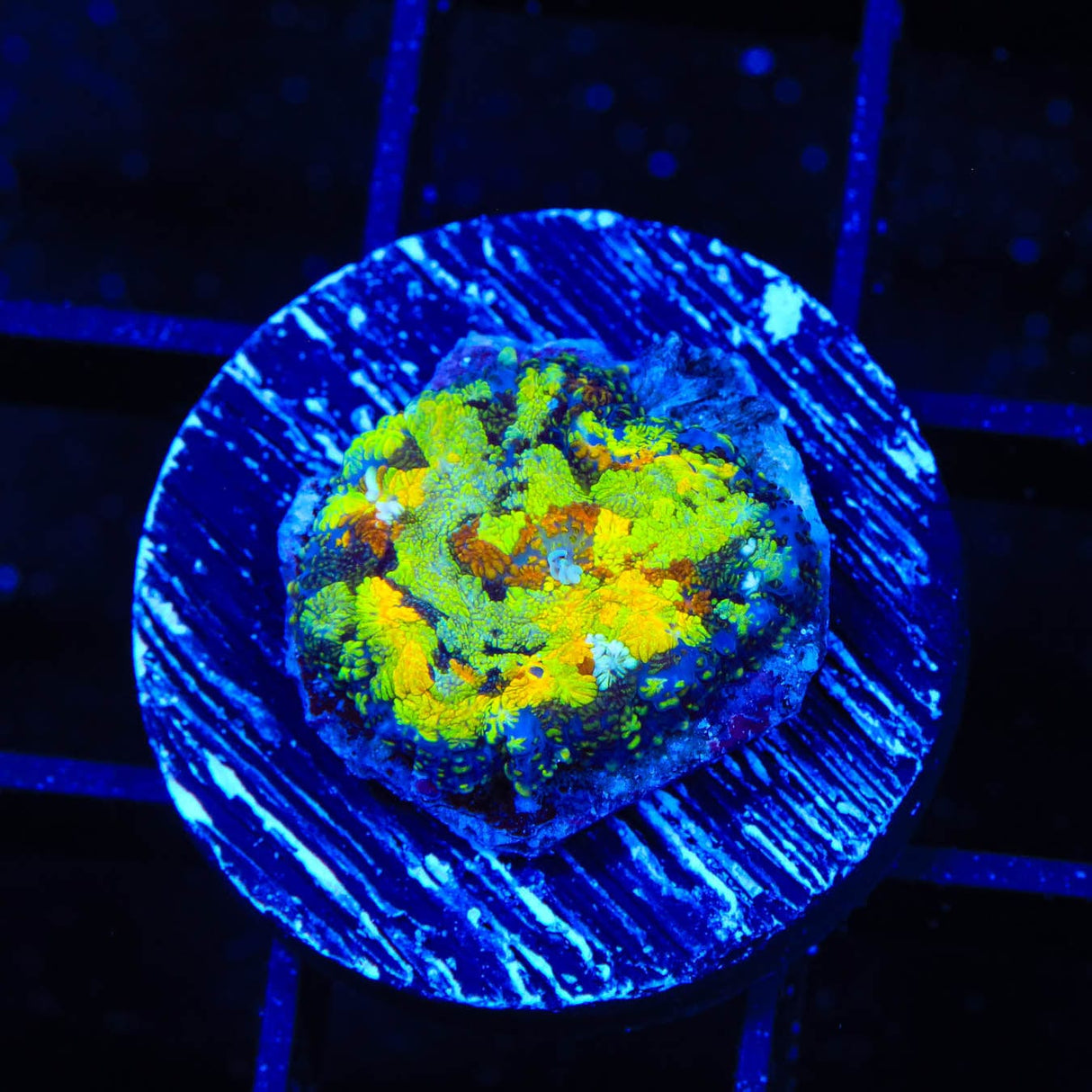 TSA Radioactive Camo Mushroom Coral