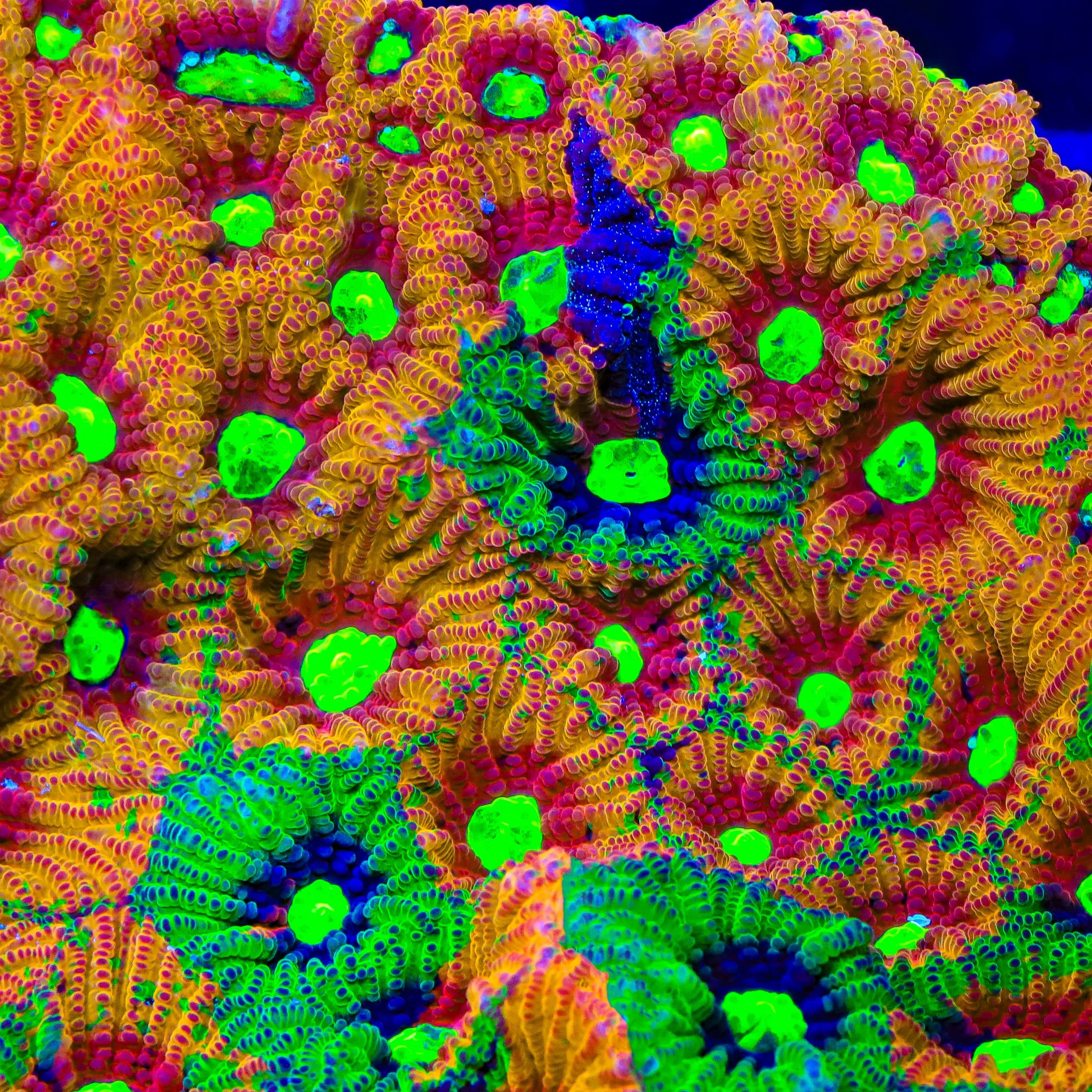 TSA Rain Dance Chalice Coral