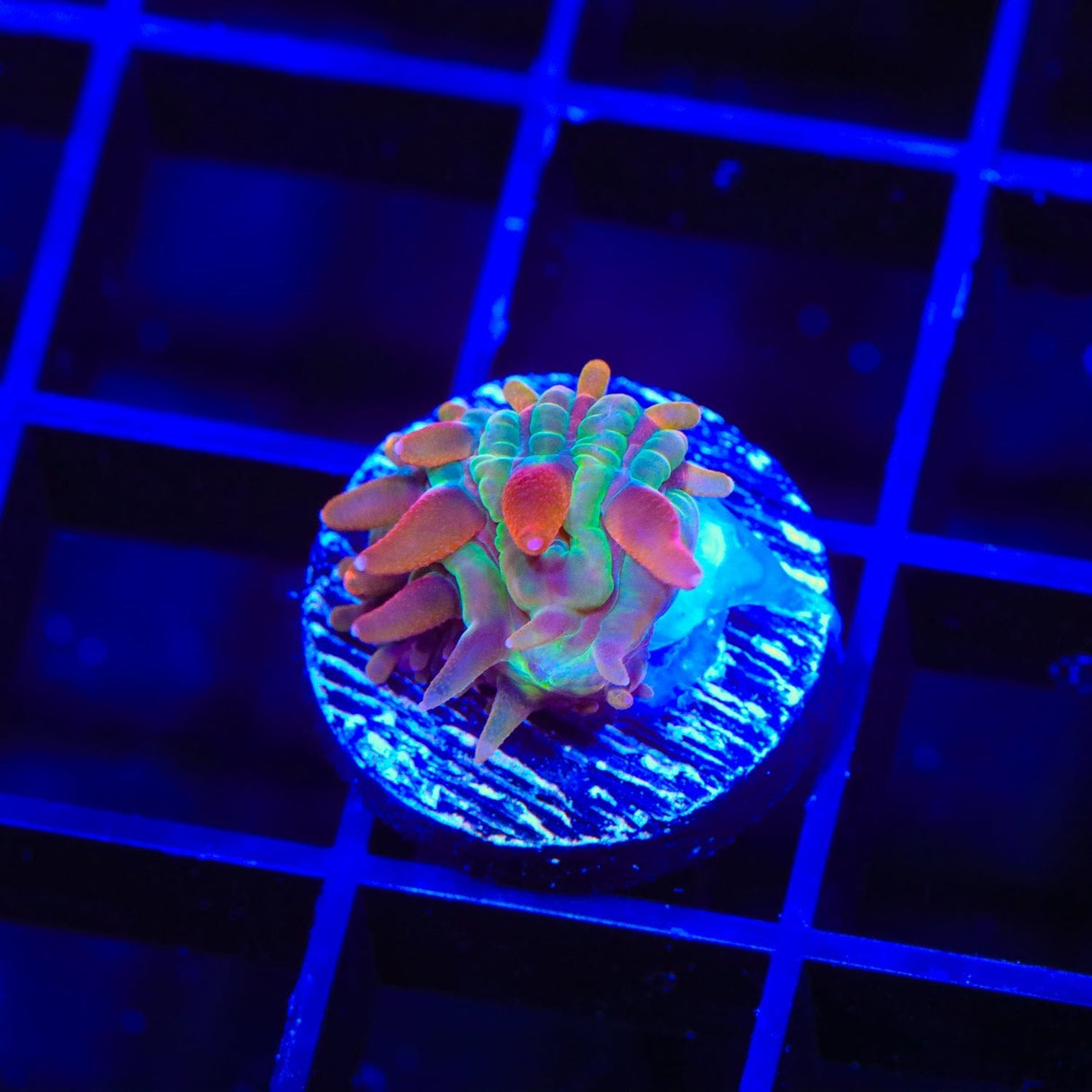 TSA Rainbow Blanka Aquacultured Plate Coral