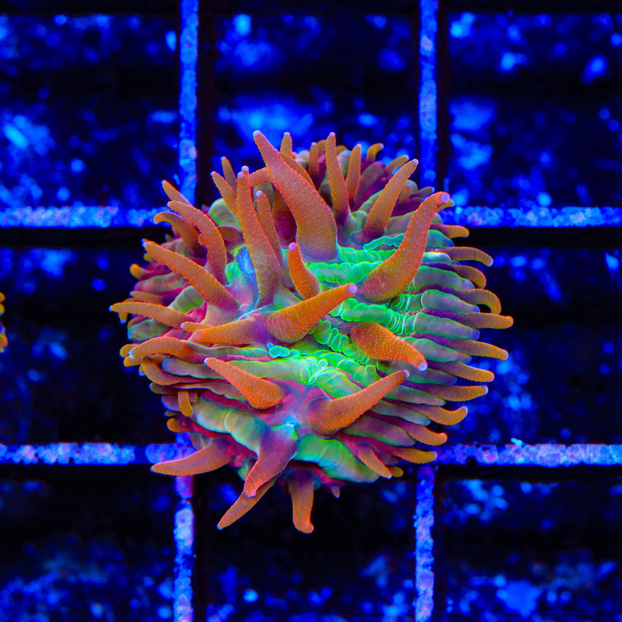 TSA Rainbow Blanka Aquacultured Plate Coral