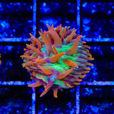 TSA Rainbow Blanka Aquacultured Plate Coral