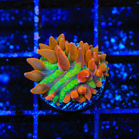 TSA Rainbow Blanka Aquacultured Plate Coral