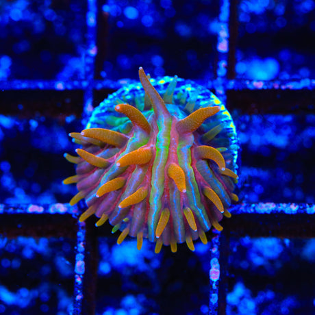 TSA Rainbow Blanka Aquacultured Plate Coral