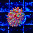 TSA Rainbow Blanka Aquacultured Plate Coral
