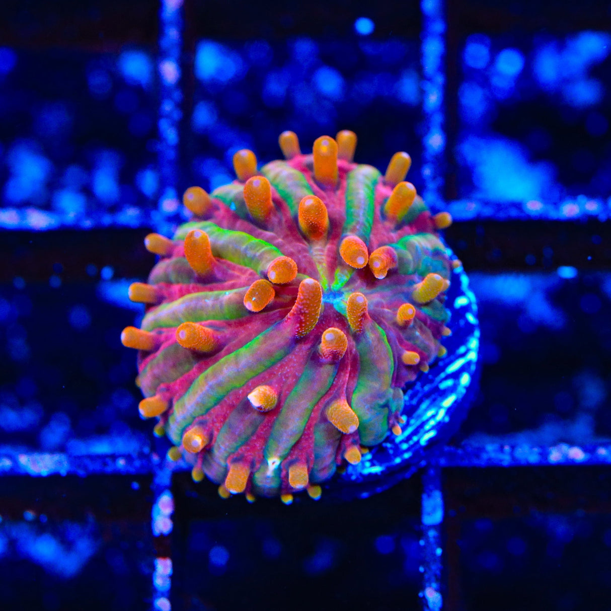 TSA Rainbow Blanka Aquacultured Plate Coral