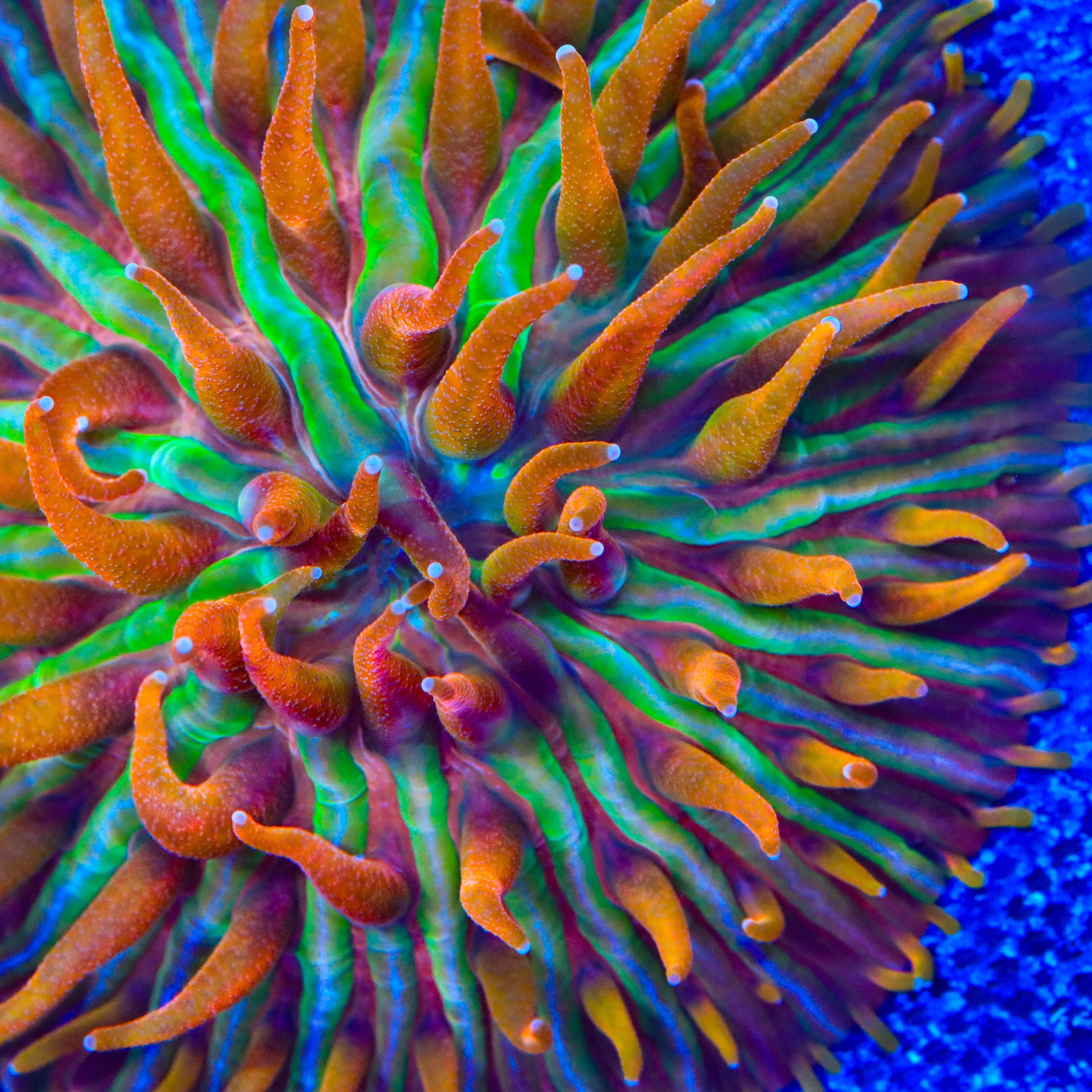 TSA Rainbow Blanka Aquacultured Plate Coral