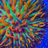 TSA Rainbow Blanka Aquacultured Plate Coral