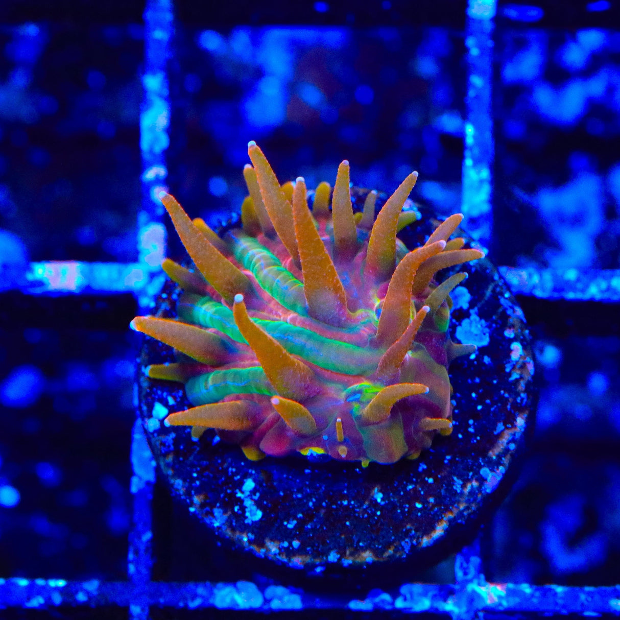 TSA Rainbow Blanka Aquacultured Plate Coral