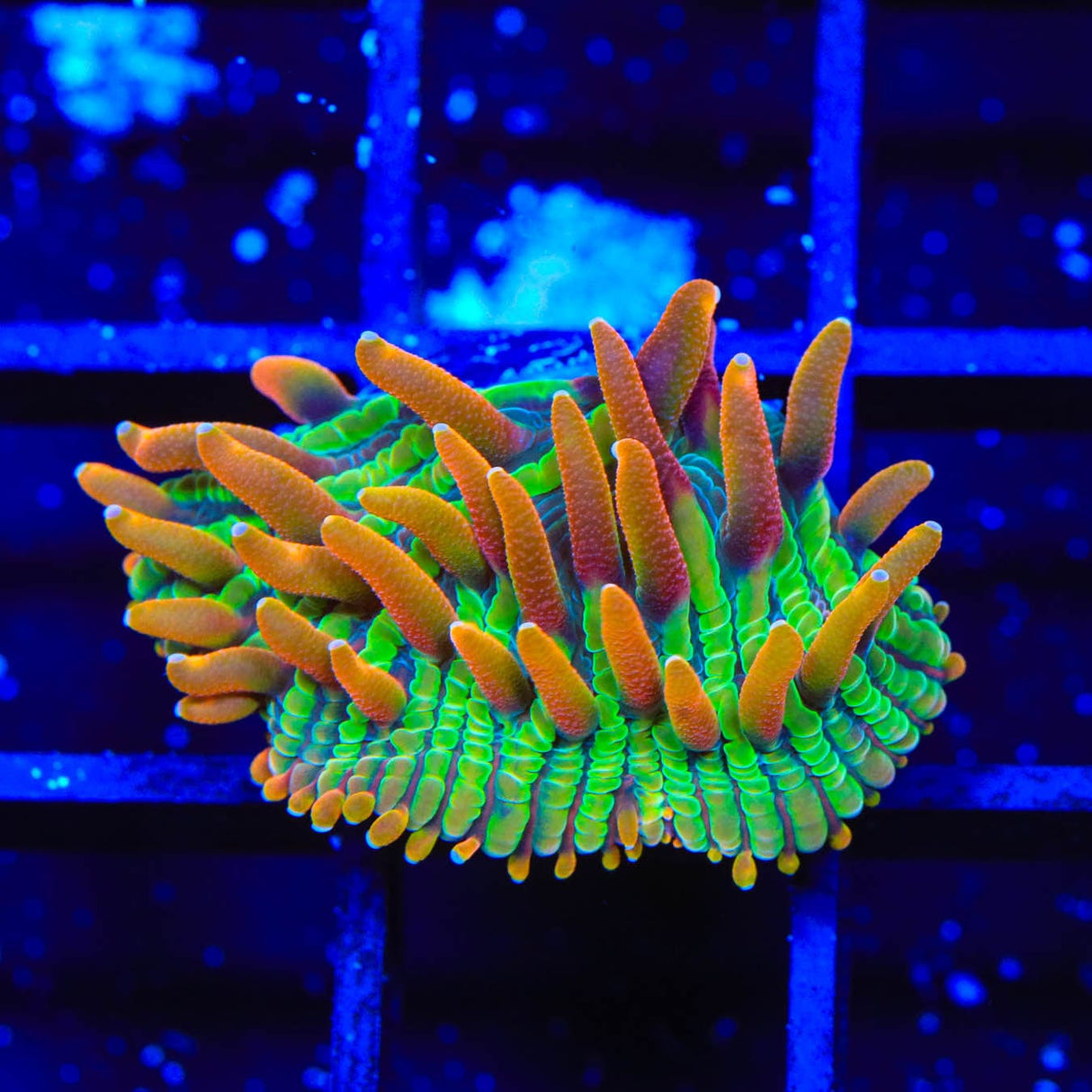 TSA Rainbow Blanka Diaseris Plate Coral