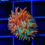 TSA Rainbow Blanka Plate Coral
