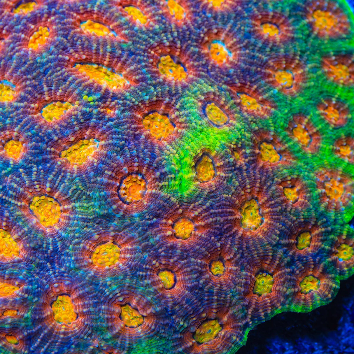 TSA Rainbow Blast Echinata Coral