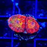 TSA Rainbow Blastomussa Coral