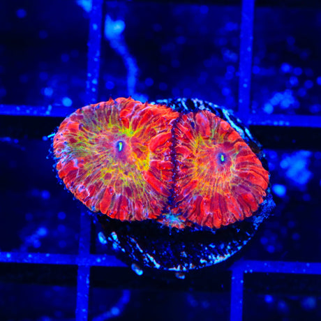 TSA Rainbow Blastomussa Coral
