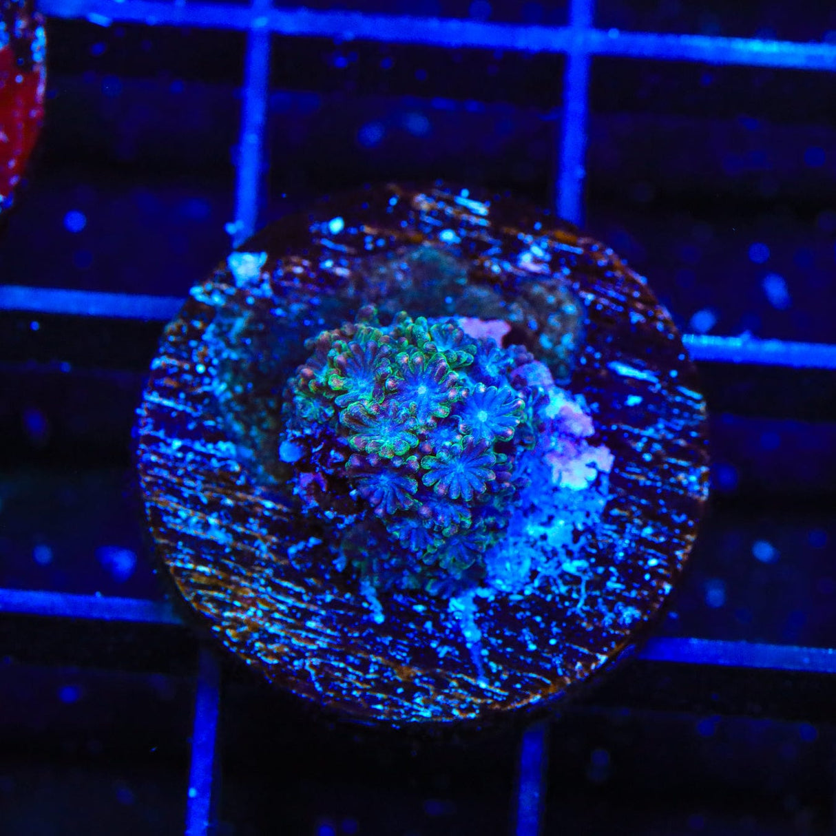 TSA Rainbow Candy Goniopora Coral