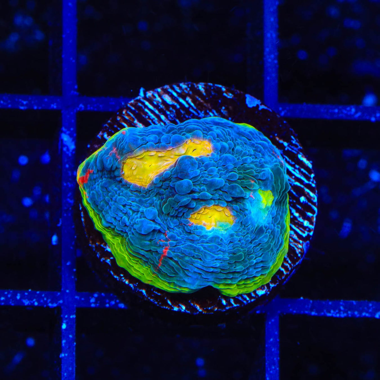 TSA Rainbow Chalice Coral