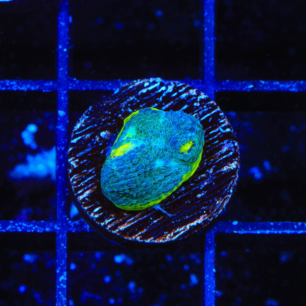 TSA Rainbow Chalice Coral