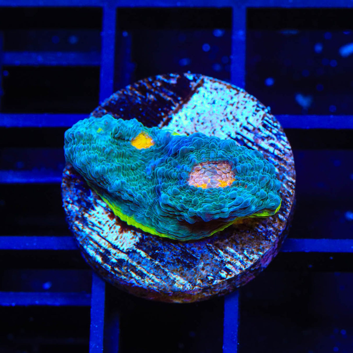 TSA Rainbow Chalice Coral