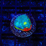 TSA Rainbow Chalice Coral