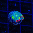 TSA Rainbow Chalice Coral